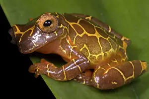 Treefrogs: Clown Tree Frog