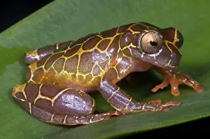 Treefrogs: Clown Tree Frog