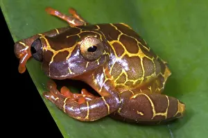Treefrogs: Clown Tree Frog
