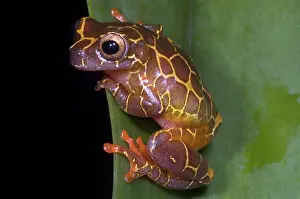 Treefrogs: Clown Tree Frog