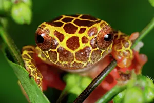 Dendropsophus: Clown Treefrog