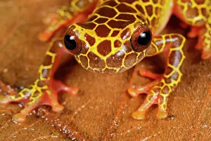 Dendropsophus: Clown Treefrog