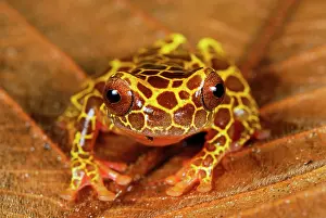 Dendropsophus: Clown Treefrog