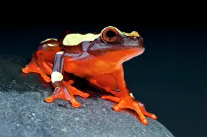 Suriname: Clown treefrog (Dendropsophus leucophyllatus) on