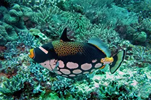 Triggerfishes: Clown Triggerfish