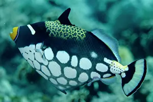 Candidasa: Clown Triggerfish