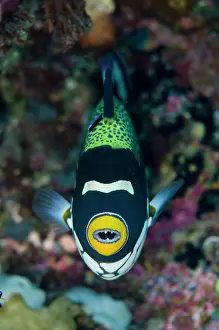 Ampat: Clown Triggerfish