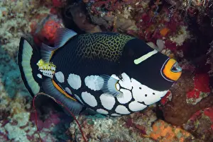 Line: Clown Triggerfish