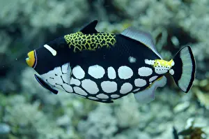 Cleaning: Clown Triggerfish being cleaned by Bluestreak Cleaner Wrasse