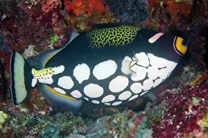 Clown: Clown Triggerfish - Gili Mimpang dive site, Candidasa