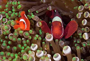 Spinecheek: Two Clownfish (Amphiprion ocellaris) among