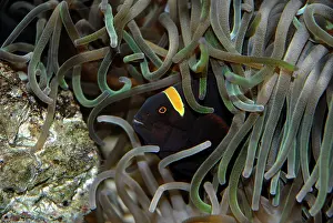 Premnas: Clownfish thorny (Premnas epigrammata) in its anemone