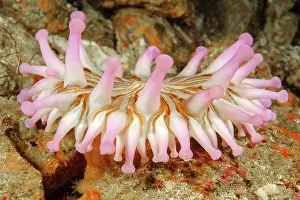 Cricoides: Club Anemone (Telmatactis cricoides), Eastern Atlantic