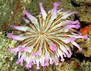 Cricoides: Club Anemone (Telmatactis cricoides), Canary Islands