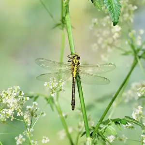 Club: Club-tailed Dragonfly