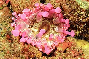 Cricoides: Club tipped anemone (Telmatactis cricoides), top