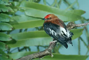 Manakin: Club-winged MANAKIN
