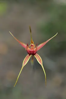 Clubbed: Clubbed Spider Orchid