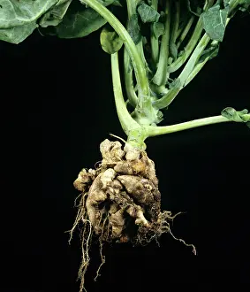 Distorted: Clubroot on cabbage plant