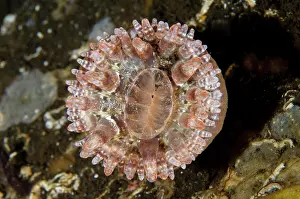 Tentacle: Clubtip Anemone - Melasti dive site, Tulamben, Karangasem