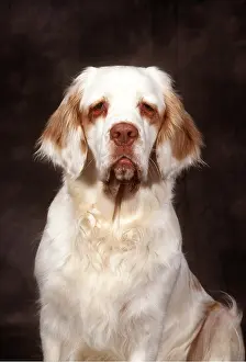 Spaniels: Clumber Spaniel DOG - head