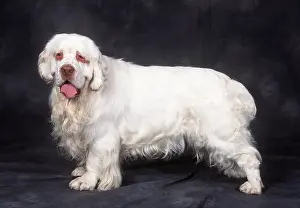 Spaniels: Clumber Spaniel DOG -standing side on