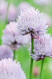 Chive: Chive