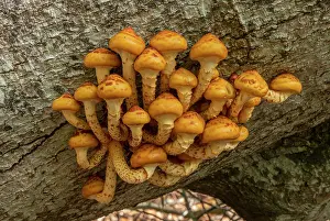 Beeches: Clump of Golden Scalycap, Pholiota aurivella, de