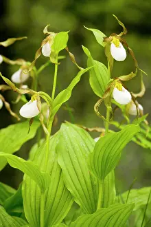 Clump: Clump of Mountain Lady's Slipper Orchid