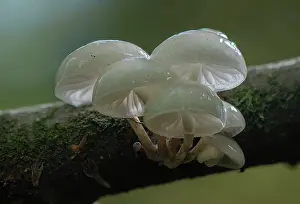 Beeches: Clump of Porcelain Fungus, Oudemansiella mucida
