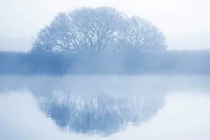 Clump: Clump of Trees - in early morning mist reflected