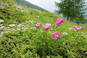 Clumps: Clumps of a Peony / Paeony - on the slopes of Monte Baldo