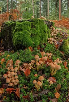 Snag: Clumps of Sulphur tuft, Hypholoma fasciculare, clustered