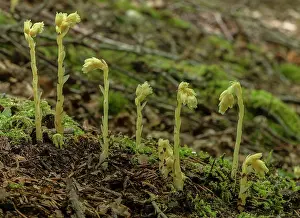 Pipe: Clumps of Yellow birds-nest, Hypopitys monotropa