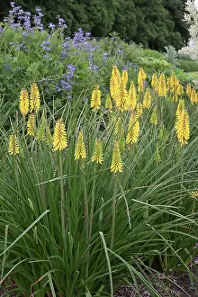 Torch: Clumps of the yellow Torch lily, Kniphofia False maid in a