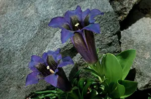 Gentiana: Clusius's Gentian