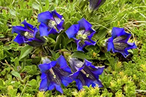 Gentiana: Clusius's Gentian - in turf on limestone