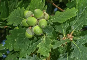 Bob Gibbons: Cluster of acorns of Sessile oak, Quercus petrae