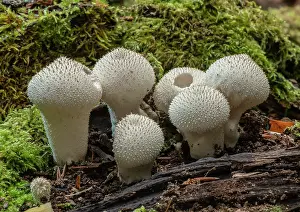 Cluster: Cluster of Common puffballs, Lycoperdon perlatum