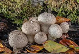 Cluster: Cluster of Common puffballs, Lycoperdon perlatum