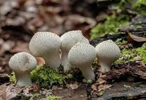 Cluster: Cluster of Common puffballs, Lycoperdon perlatum
