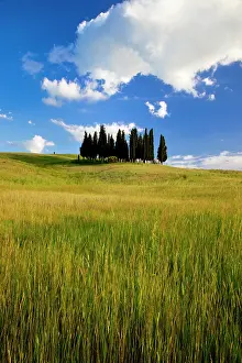 Cluster: Cluster of Cypress Trees near San Quirico