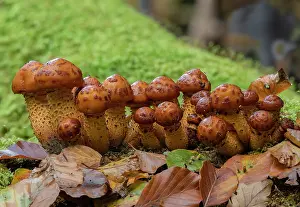 Beeches: A cluster of developing Golden Scalycap, Pholiot