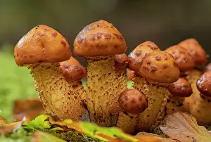Beeches: A cluster of developing Golden Scalycap, Pholiot