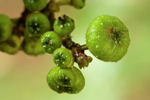 Figs: Cluster Fig - almost ripe and also immature fig fruits