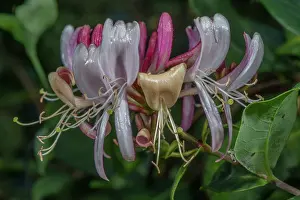 Cluster: Cluster of flowers of Honeysuckle, Lonicera periclymenum