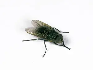 Cluster: Cluster Fly