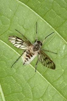 Killed: Cluster Fly Killed by Parasitic Fungus