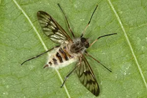 Killed: Cluster Fly Killed by Parasitic Fungus