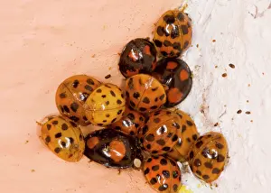 Axyridis: Cluster of Harlequin Ladybirds - in winter, corner